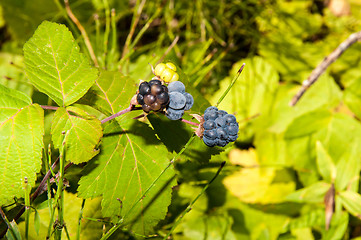 Image showing BlackBerry forest