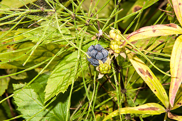 Image showing BlackBerry forest