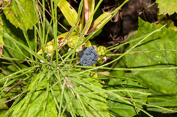 Image showing BlackBerry forest