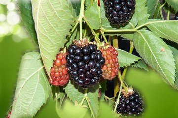 Image showing BlackBerry garden