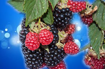 Image showing BlackBerry garden