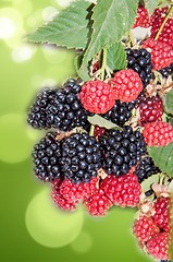 Image showing BlackBerry garden