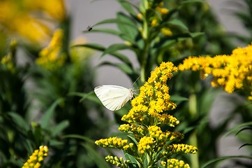 Image showing Cabbage white butterfly