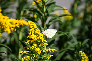 Image showing Cabbage white butterfly