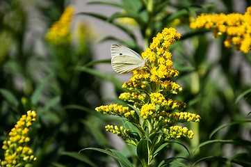 Image showing Cabbage white butterfly