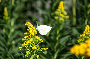 Image showing Cabbage white butterfly