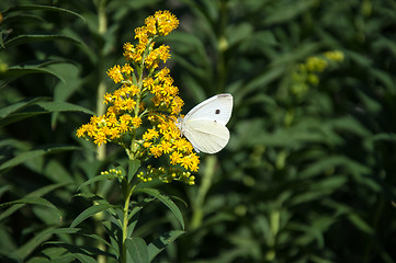 Image showing Cabbage white butterfly