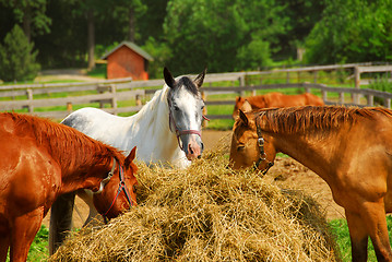 Image showing Horses at the ranch