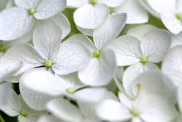 Image showing White flower macro