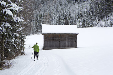 Image showing Cross-country skiers in the forest