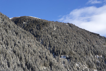 Image showing Snowy fir trees on a mountain