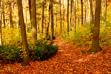 Image showing Fall forest landscape