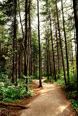 Image showing Forest trail