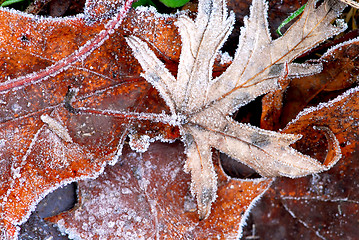 Image showing Frosty leaves