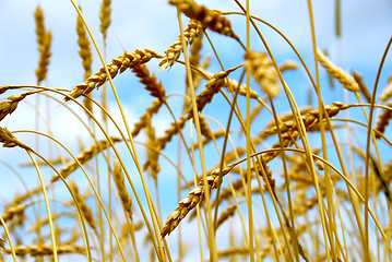 Image showing Grain field