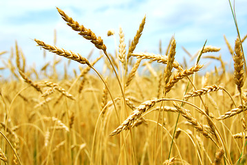 Image showing Grain field