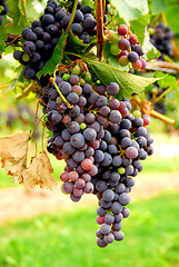 Image showing Red grapes