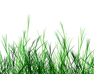 Image showing Rough grass