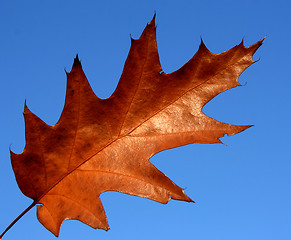 Image showing Red oak leaf