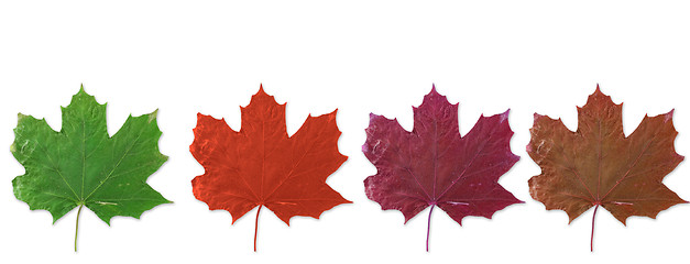 Image showing autumn leaf