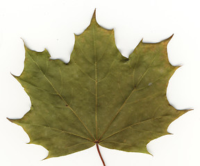 Image showing autumnal leaf