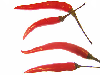 Image showing Red chilli