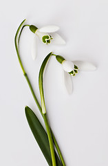 Image showing Snowdrop