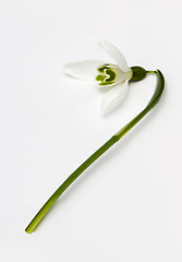 Image showing Snowdrop