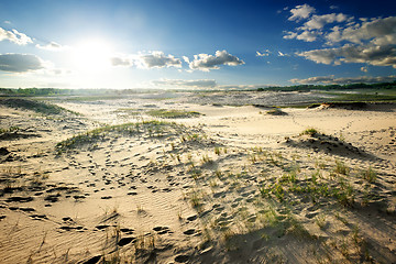 Image showing Grass in desert