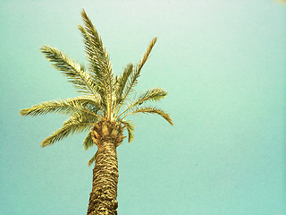 Image showing Palm tree against the sky, retro image