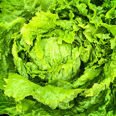 Image showing Green iceberg lettuce