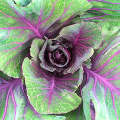 Image showing Green and purple cabbage