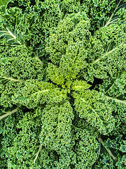 Image showing Green kale leaves