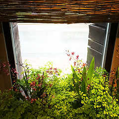 Image showing Light coming through the window with green plants