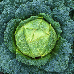 Image showing Green Savoy cabbage