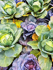 Image showing Green and purple cabbage in vegetable garden