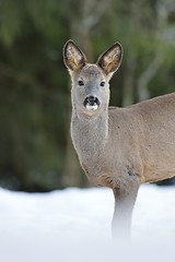 Image showing Roe deer on snow