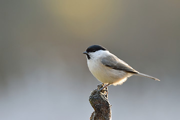 Image showing Marsh tit in winter