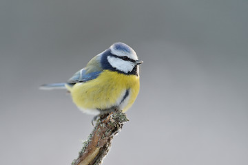 Image showing Blue tit in winter