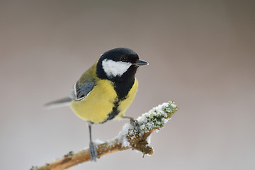 Image showing Great tit in winter