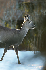 Image showing Roe deer walking on snow