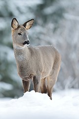 Image showing Roe deer in winter