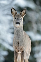 Image showing Roe deer in winter