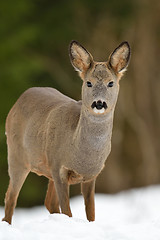 Image showing Roe deer on snow