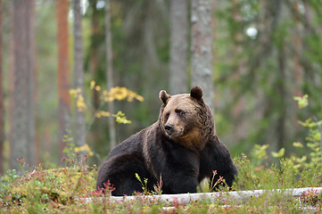 Image showing Brown bear sitting in the forest