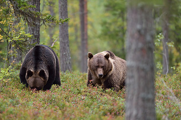 Image showing Two bears eating berries in the forest