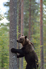 Image showing Brown bear standing in the forest