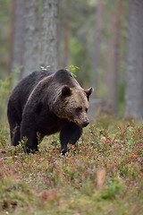 Image showing Brown bear walking in the forest