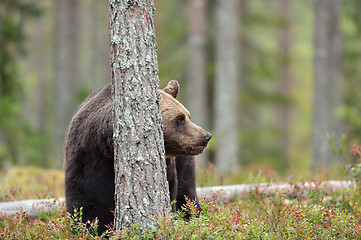 Image showing Brown bear in the forest