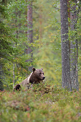 Image showing Bear resting in the forest